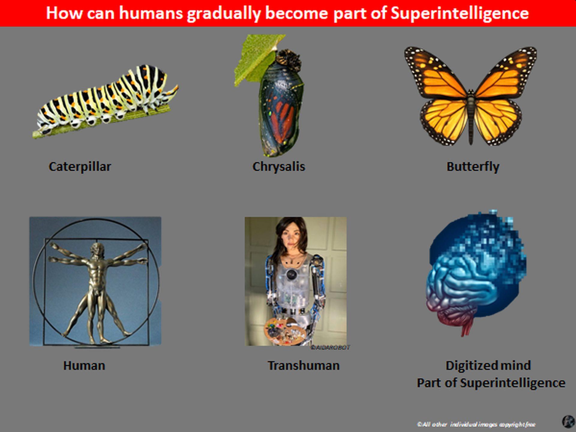 a Butterfly » Sustensis